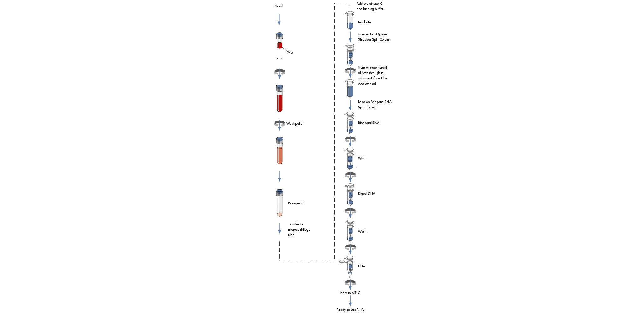 The PAXgene Blood RNA procedure begins with a centrifugation step to pellet nucleic acids in the PAXgene Blood RNA Tube. The pellet is washed and resuspended, followed by manual RNA purification.