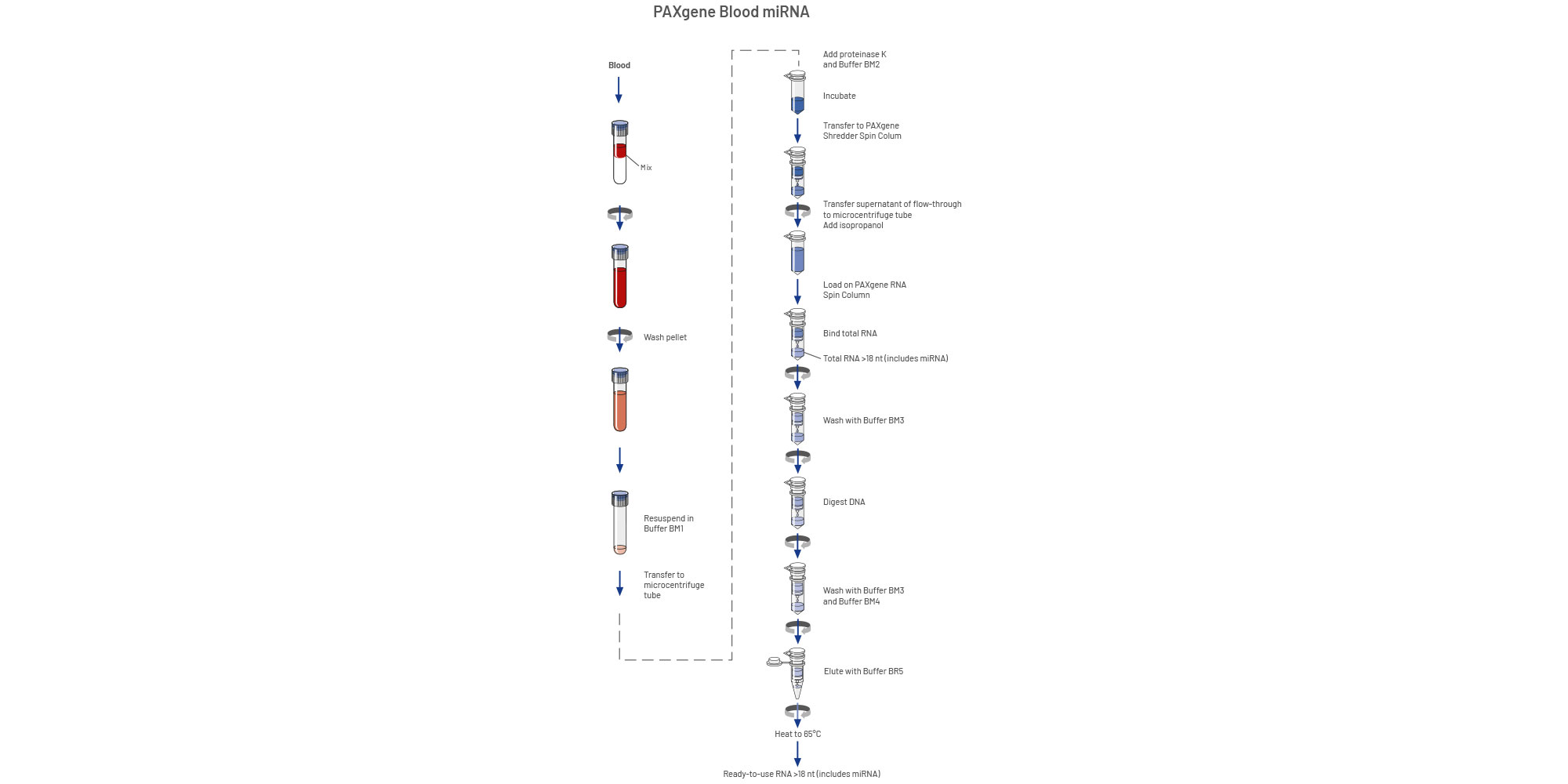 Image of PAXgene Blood miRNA procedure.