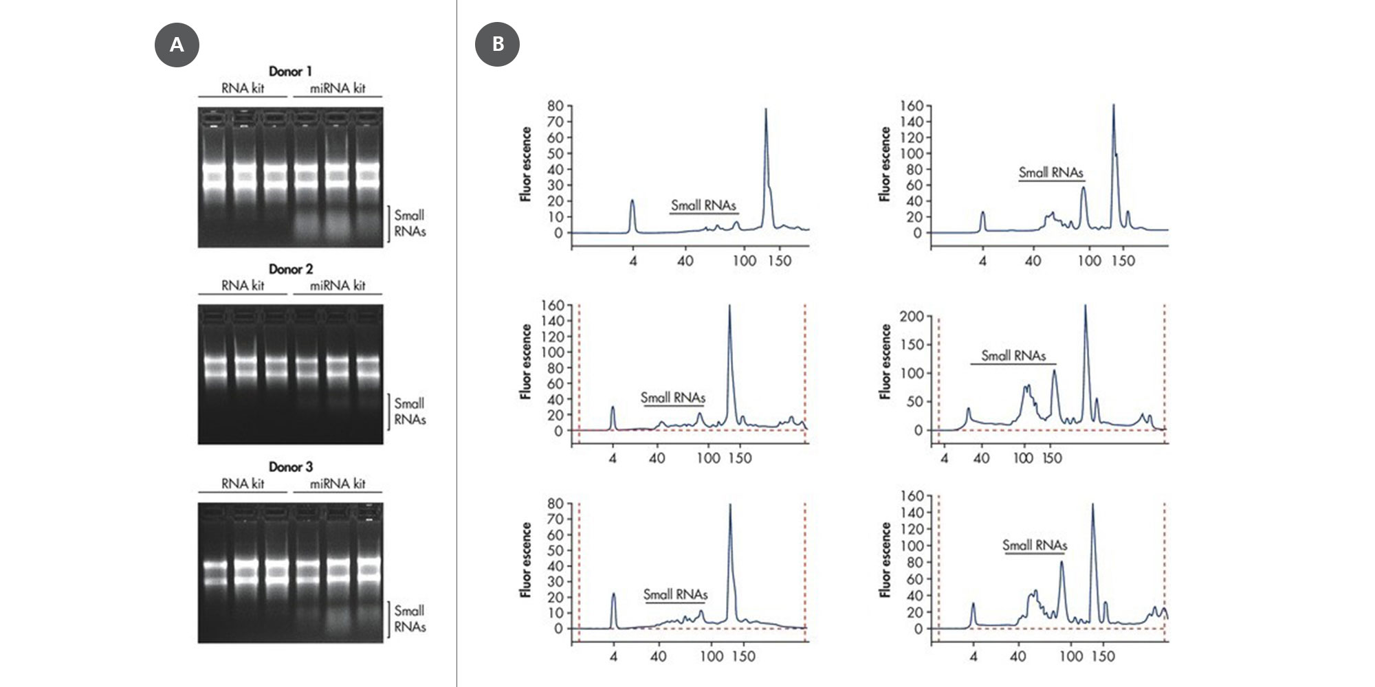 Blood was collected in PAXgene Blood RNA Tubes and stored for 20–24 hours at room temperature before freezing at –15 to –30°C. RNA was isolated using the PAXgene Blood RNA Kit (RNA kit) or the PAXgene Blood miRNA Kit (miRNA kit). [A] Isolated RNA was analyzed by agarose gel electrophoresis. [B] Isolated RNA was analyzed using the Agilent Small RNA LabChip. Small RNA species were significantly enriched when using the PAXgene Blood miRNA Kit.