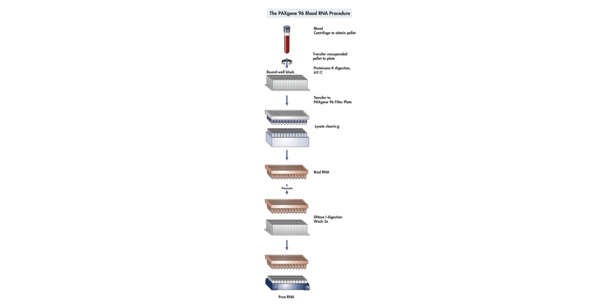 RNA isolation begins with a centrifugation step to pellet nucleic acids in the PAXgene Blood RNA Tube. The pellet is washed, and proteinase K is added to digest proteins. Alcohol is added to adjust binding conditions. Lysates are applied to the PAXgene 96 Filter Plate and centrifuged to remove cell debris. The lysate is then applied to a PAXgene 96 RNA Plate. Residual DNA is removed through a DNase I digestion. Remaining contaminants are removed in three efficient wash steps before pure RNA is eluted.