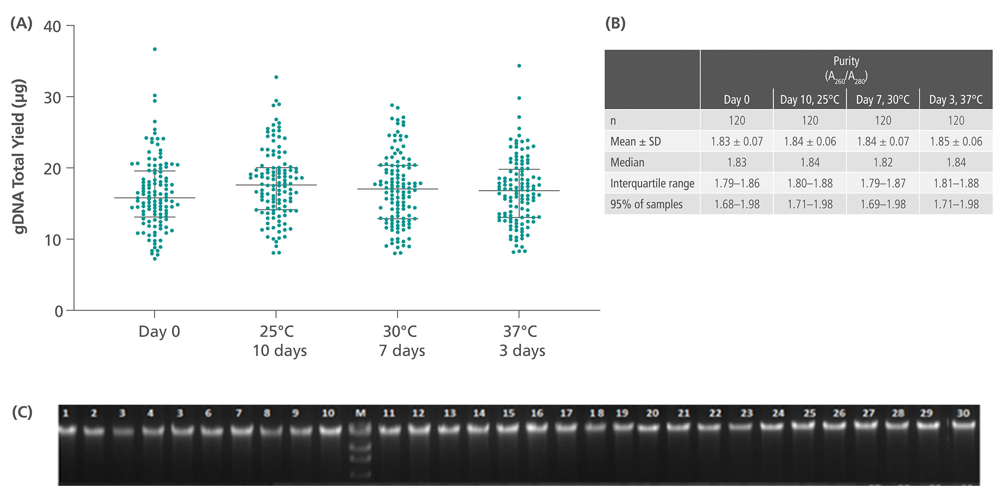 Blood was drawn from a donor pool of consented, apparently healthy adult subjects into PAXgene Blood ccfDNA Tubes (CE-IVD). The blood samples in each tube, 120 per storage condition, were stored at 25°C, 30°C or 37°C for the indicated number of days. Tubes were centrifuged, plasma was removed, and gDNA was extracted from 400 μl of nucleated cellular fraction. gDNA was purified using the QIAsymphony DSP DNA Mini Kit (elution volume: 400 μl) on the QIAsymphony SP instrument. 
Genomic DNA yield (A) and purity (B) were determined by spectrophotometry. For gDNA yield, medians and the 25th and 75th percentiles are denoted.  Genomic DNA integrity was determined by separation of 200 ng gDNA by agarose gel electrophoresis (C). A Lambda x Hind III marker was loaded into lane “M”. The upper band of this marker represents a DNA fragment of 23 kb. This representative image shows integrity of gDNA isolated from whole blood stored in the PAXgene Blood ccfDNA Tubes at 25°C for 10 days. 