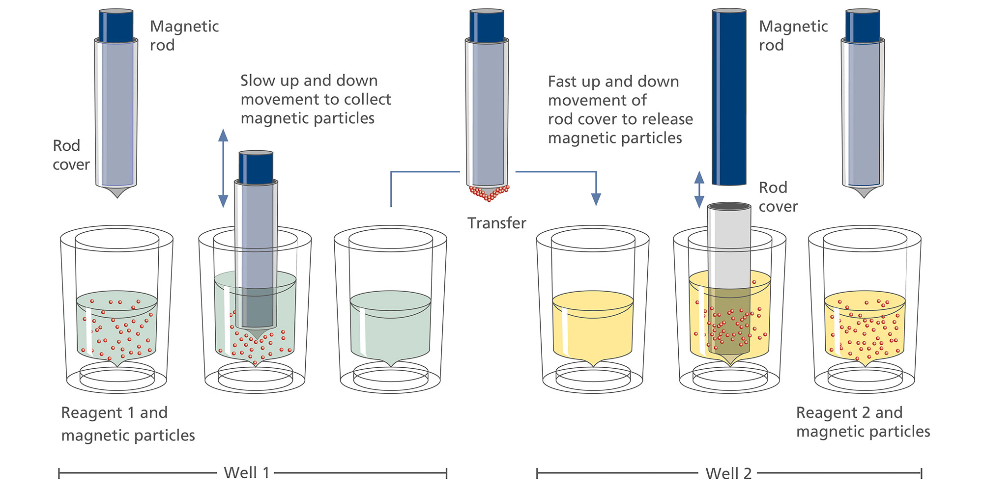 The QIAsymphony SP instrument processes a sample containing magnetic particles as follows: A magnetic rod protected by a rod cover enters a well containing the sample and attracts the magnetic particles. The magnetic rod cover is positioned above another well and the magnetic particles are released. These steps are repeated several times during sample processing. The QIAsymphony SP instrument uses a magnetic head containing an array of 24 magnetic rods and can therefore process up to 24 samples simultaneously.
