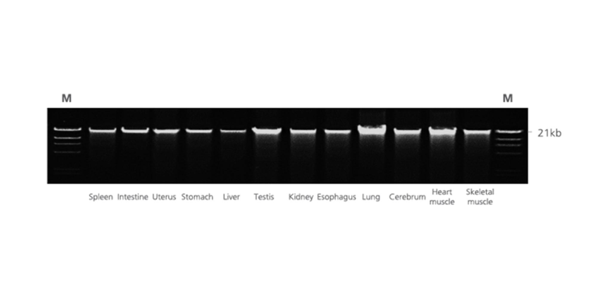 Twelve different PAXgene Tissue-fixed (PF) rat tissue types, including fibrous or fatty, DNA-rich and DNA-poor tissue, processed with the PAXgene Tissue DNA Kit on the QIAcube in one single run. DNA from each tissue type (300 ng) on agarose gel electrophoresis using 1 % TBE buffered gels; M: markers.