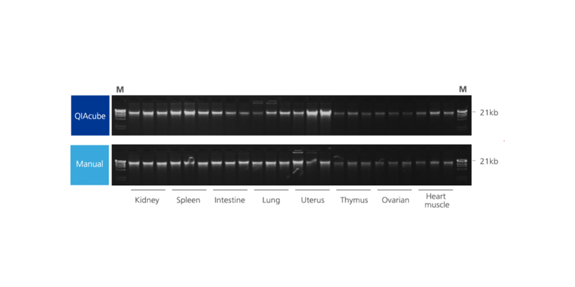 Agarose gel electrophoresis from 3 sections (thickness 10 µm) each of 8 different PAXgene Tissue-fixed, paraffin-embedded (PFPE) rat tissue types processed in triplicate with the PAXgene Tissue DNA Kit on the QIAcube or manually. DNA from each replicate and tissue type (200 ng) on agarose gel electrophoresis using 1 % TBE buffered gels; M: markers.