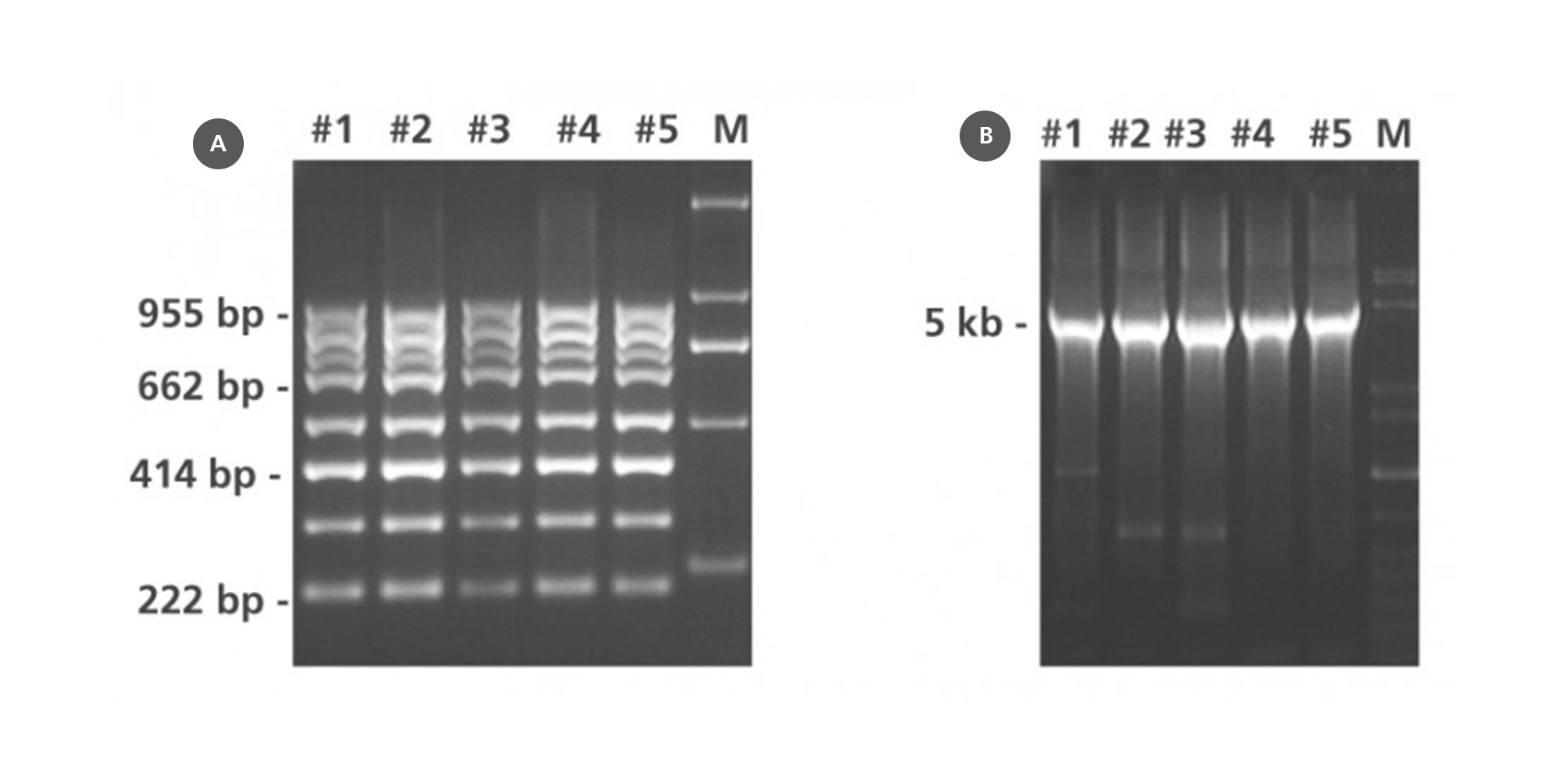 Multiplex and long-range PCR of DNA from PAXgene Tissue-fixed, paraffin-embedded (PFPE) human colorectal cancer tissue (modified according to Viertler et al., (2012) A New technology for stabilization of biomolecules in tissues for combined histological and molecular analyses. J. Mol. Diagn. 14, 458). (A) Multiplex PCR of 8 different genomic DNA fragments ranging from 222 to 955 bp. (B) Long-range PCR of a 5 kb genomic DNA fragment.