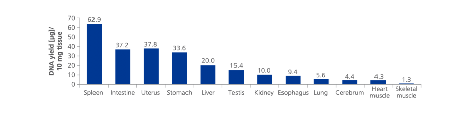 Twelve different PAXgene Tissue-fixed (PF) rat tissue types, including fibrous or fatty, DNA-rich and DNA-poor tissue, processed with the PAXgene Tissue DNA Kit on the QIAcube in one single run. DNA yield per 10 mg tissue.