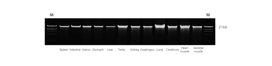 Twelve different PAXgene Tissue-fixed (PF) rat tissue types, including fibrous or fatty, DNA-rich and DNA-poor tissue, processed with the PAXgene Tissue DNA Kit on the QIAcube in one single run. DNA from each tissue type (300 ng) on agarose gel electrophoresis using 1% TBE buffered gels; M: markers.