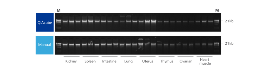 Agarose gel electrophoresis from 3 sections (thickness 10 µm) each of 8 different PAXgene Tissue-fixed, paraffin-embedded (PFPE) rat tissue types processed in triplicate with the PAXgene Tissue DNA Kit on the QIAcube or manually. DNA from each replicate and tissue type (200 ng) on agarose gel electrophoresis using 1% TBE buffered gels; M: markers.