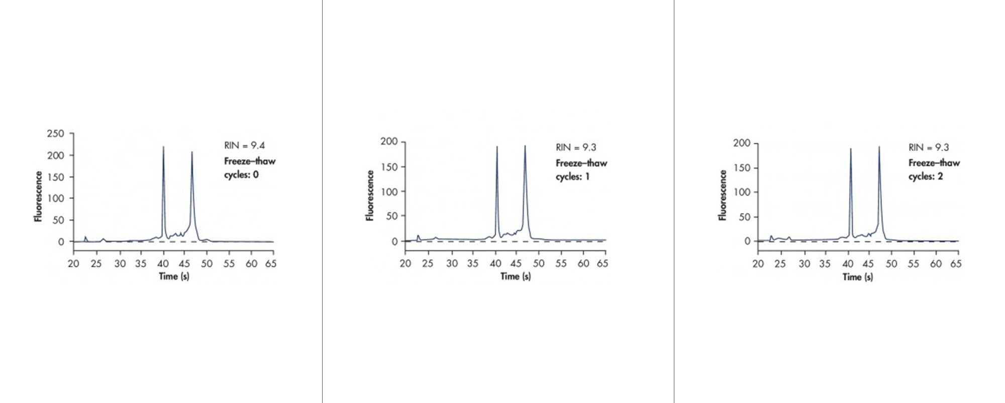 Bone marrow samples were stabilized in PAXgene Bone Marrow RNA Tubes, and RNA was purified using the PAXgene Bone Marrow RNA Kit after the indicated number of freeze–thaw cycles. The RIN scores did not change significantly, indicating that RNA remained intact in the samples up to two (2) freeze–thaw cycles.