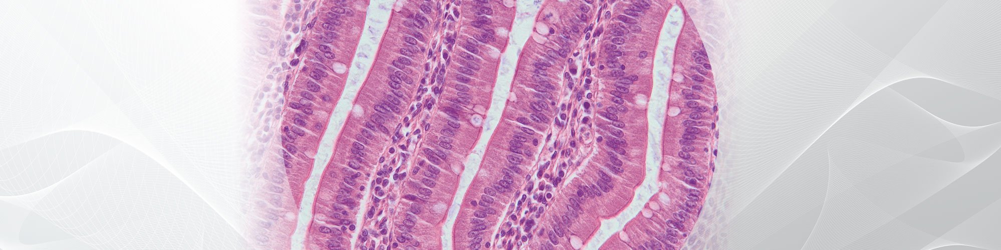 Tissue sample under microscope