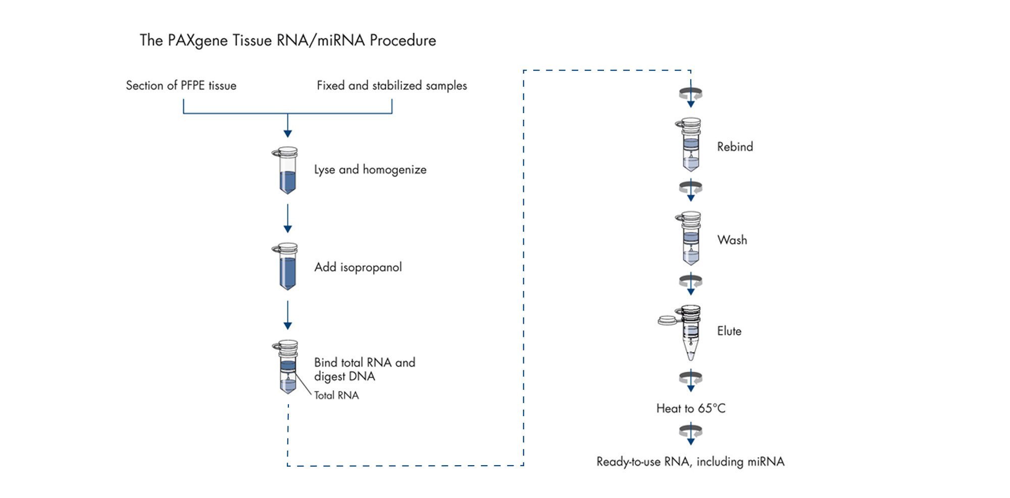 Disruption and homogenization of the tissue sample is performed in binding buffer, Buffer TM1. After centrifugation to remove residual cell debris, isopropanol is added to the lysate to provide appropriate binding conditions for all RNA molecules 18 nucleotides and longer. The sample is then applied to a PAXgene RNA MinElute spin column, where total RNA binds to the membrane and contaminants are efficiently washed away. Between the first and second wash steps, the membrane is treated with DNase I to remove trace amounts of bound DNA. After the wash steps, RNA, including miRNA, is eluted in a low-salt elution buffer and denatured by heating.